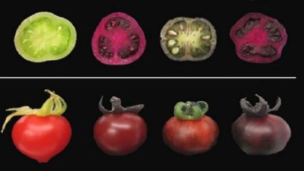 Cuisine et culture israéliennes